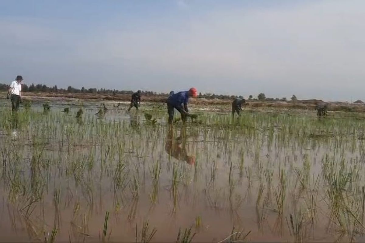 Musim Hujan Sawah Kerap Banjir, Petani “Food Estate” Kalteng Dibayangi Gagal Panen