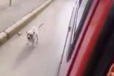 Anjing Setia Kejar Ambulans yang Bawa Tuannya