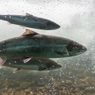 Peneliti di China Ciptakan Plastik Ramah Lingkungan dari Sperma Ikan Salmon