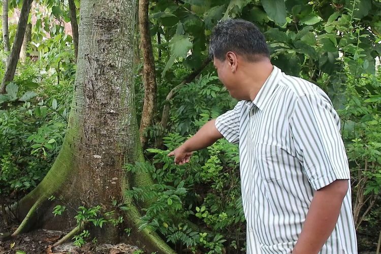 ULAT BULU—Salah satu warga Kelurahan Ronowijayan menunjukkan ulat bulu yang menempel di pohon didepan rumahnya di Kelurahan Ronowijayan, Kecamatan Siman, Kabupaten Ponorogo, Jawa Timur.