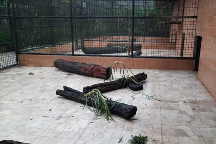 Kondisi kandang harimau di Taman Safari Indonesia (TSI) Bogor, Jawa Barat, Kamis (24/4/2025).