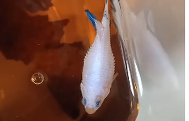 Viral ikan cupang disebut terkena sisik nanas