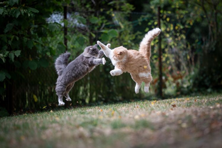 Ilustrasi kucing berkelahi.