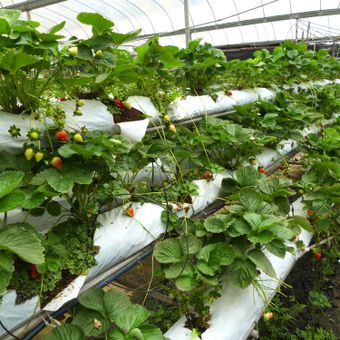 Ilustrasi strawberry hidroponik, menanam strawberry hidroponik.