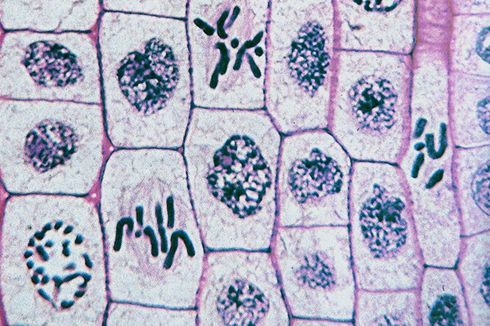 Siklus Sel: Fase Istirahat dan Mitosis