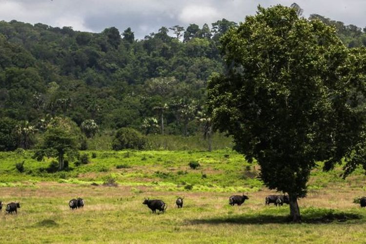 Savana Sadengan di Taman Nasional Alas Purwo