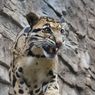 Mengenal Macan Dahan Asia dan Sunda, Koleksi Baru Batu Secret Zoo