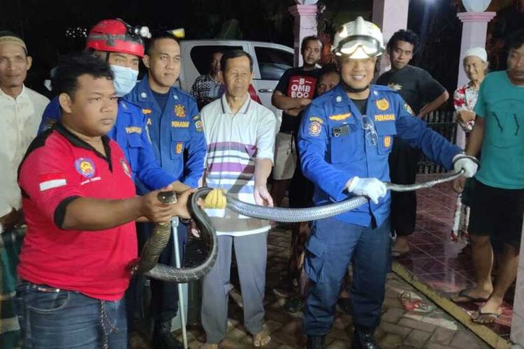 Petugas Satpol PP dan Damkar Trenggalek, evakuasi ukar king kobra sepanjang 2,5 meter, yang masuk permukiman warga Kecamatan Watulimo Trenggalek Jawa Timur, Selasa (04/04/2023).
