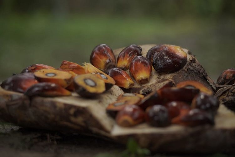 PKS dapat membeli YBS dari pekebun plasma dan pekebun swadaya. 

