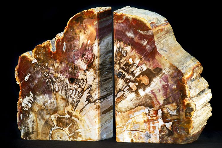 Ilustrasi petrified wood atau fosil kayu