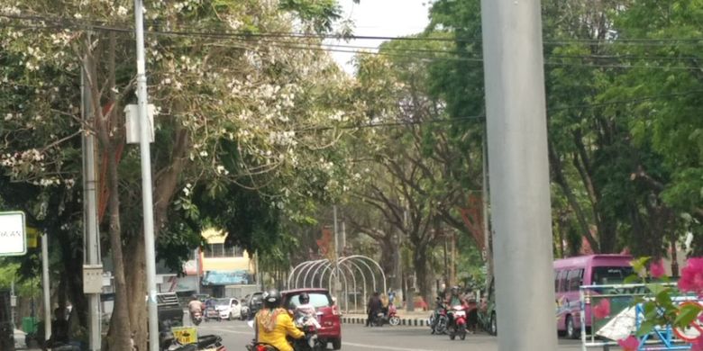 Pohon tabebuya yang mulai bermekaran di beberapa pinggir jalan raya di Kabupaten Lamongan, Jawa Timur.