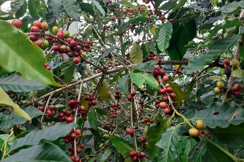 Uniknya Tradisi Minum Kopi Pahit Colol di Manggarai Timur