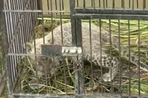 Anak Leopard yang Dititipkan Polda Riau di Kebun Binatang Mati