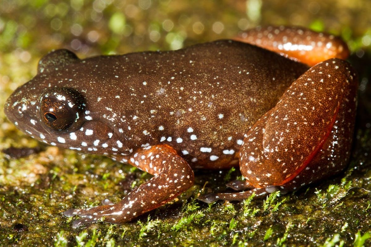 Katak kerdil berbintang