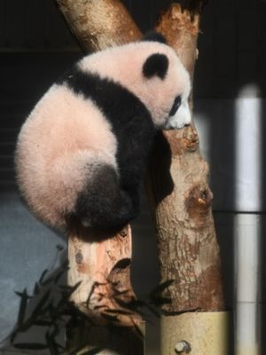 Baby panda Xiang Xiang bermain di kandangnya di Kebun Binatang Ueno, Tokyo, Jepang, pada Senin (18/12/2017). (AFP/Toshifumi Kitamura)