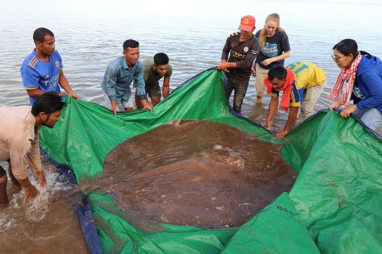 Ikan pari air tawar raksasa ditangkap nelayan di Sungai Mekong, Kamboja. 