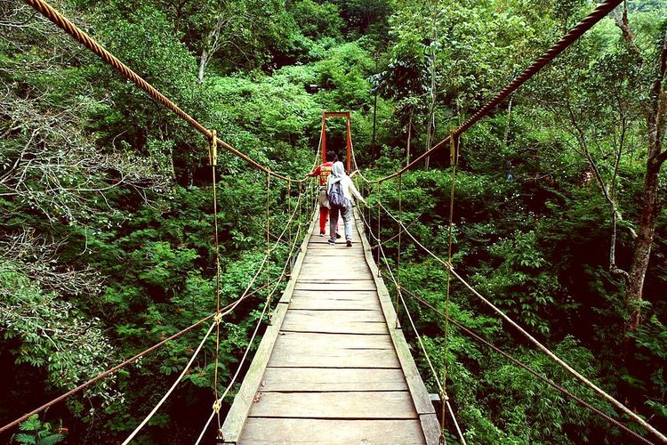 Jembatan gantung di Taman Hutan Raya, salah satu tempat wisata Lembang dan sekitarnya yang bisa dikunjungi.