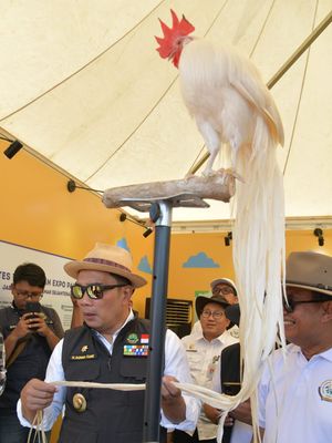 Gubernur Jawa Barat Ridwan Kamil menghadiri acara Kontes Ternak dan Expo Pangan Murah Tingkat Provinsi Jabar di Kiarapayung, Kecamatan Jatinangor, Kabupaten Sumedang, Sabtu (22/7/2023).
