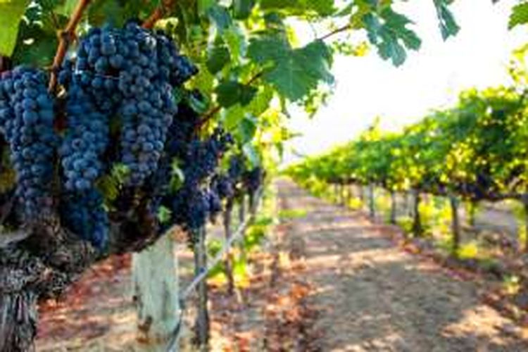 Bertualang santai sambil menikmati anggur di tengah hamparan hijau perkebunan McLaren Vale di Adelaide, Australia, bisa menjadi salah satu pilihan Anda.