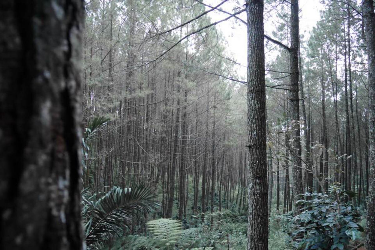 Karacak Valley Garut