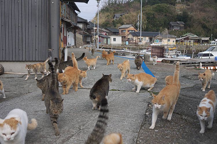 Ilustrasi sekelompok kucing di Aoshima, salah satu pulau kucing di Jepang.