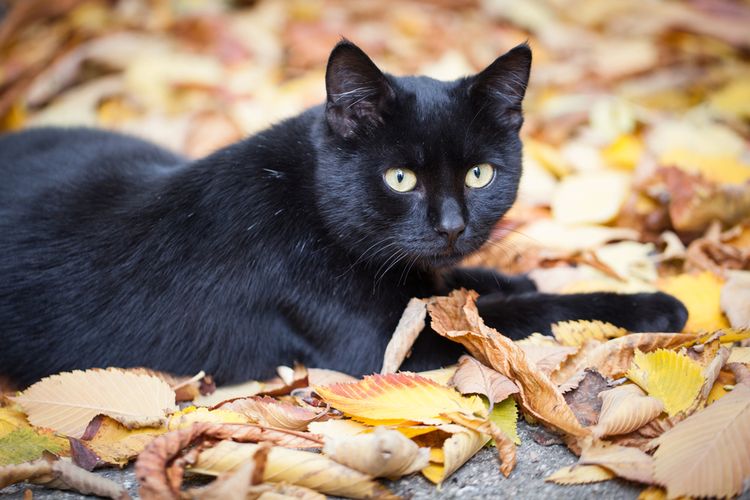 Ilustrasi kucing hitam.