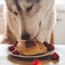 Anjing Mencuri Makanan, Apa yang Perlu Dilakukan?