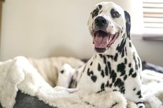 10 Ras Anjing Paling Pemalu, Akita hingga Dalmatian