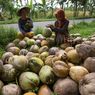 Daftar Negara Penghasil Kelapa Terbesar di Dunia, Indonesia Juaranya