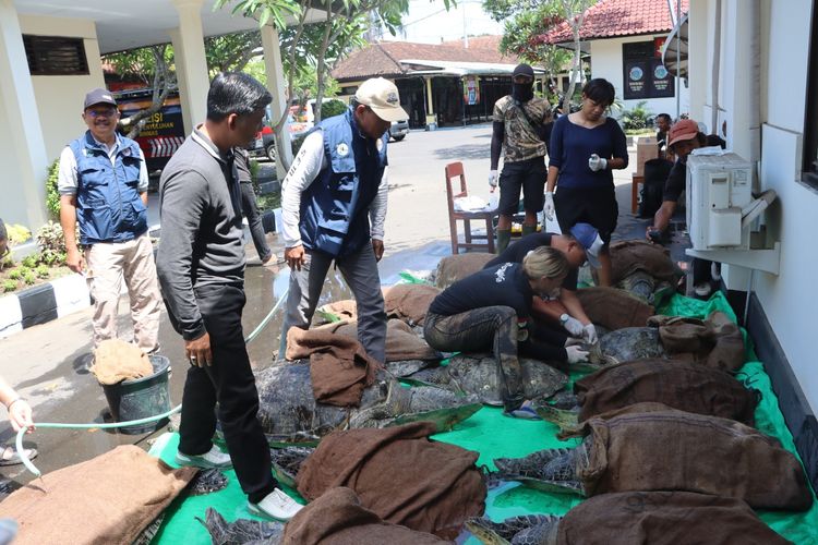 Polisi mengamankan 19 ekor penyu hijau yang diselundupkan di Kabupaten Jembrana, Provinsi Bali, pada Minggu (19/11/2023).