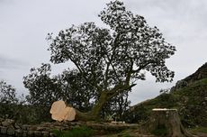 Pohon Sycamore Gap yang Ikonis di Inggris Ditebang, Picu Kesedihan Luas, Remaja Ditangkap