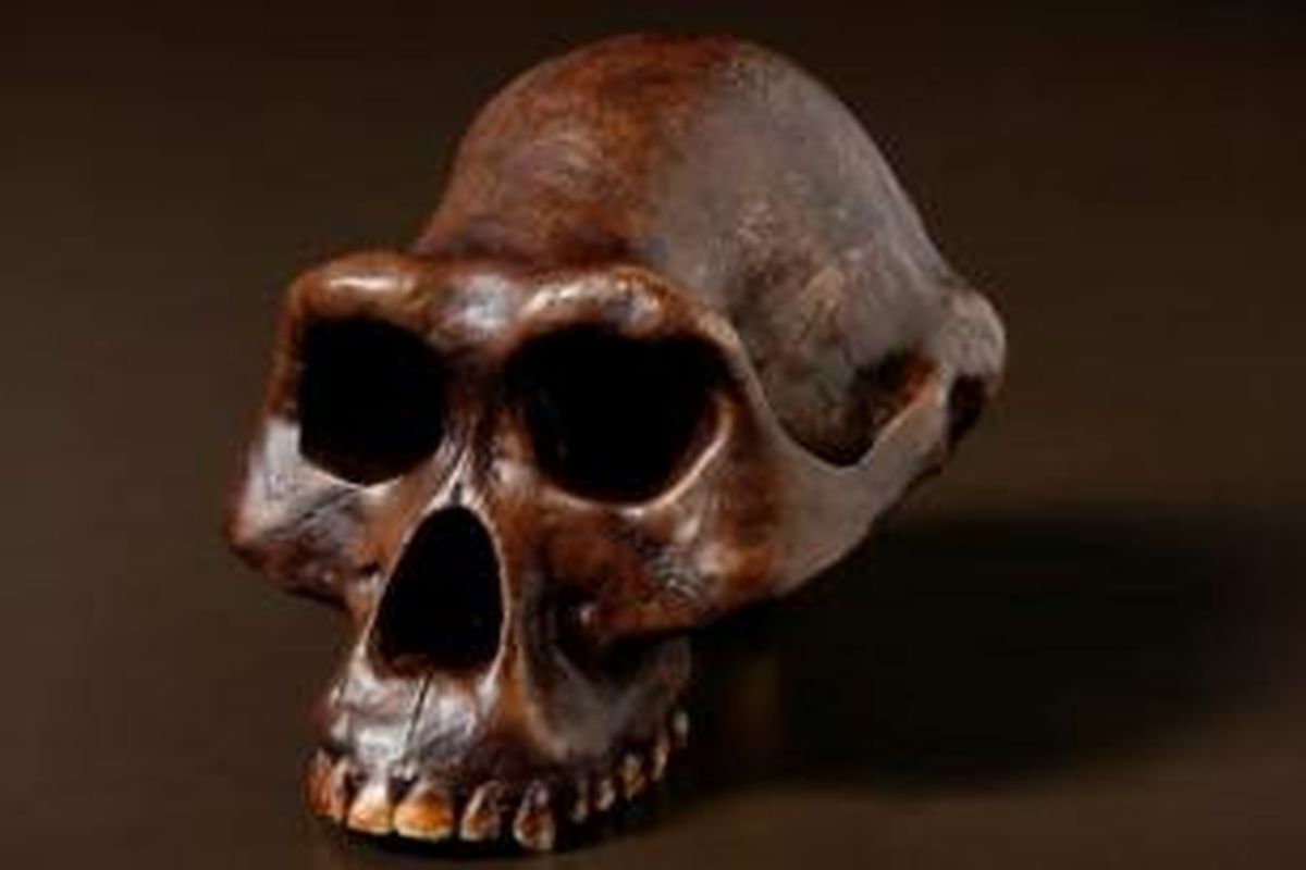 Fosil tengkorak Australopithecus afarensis atau Lucy di Australian Museum.