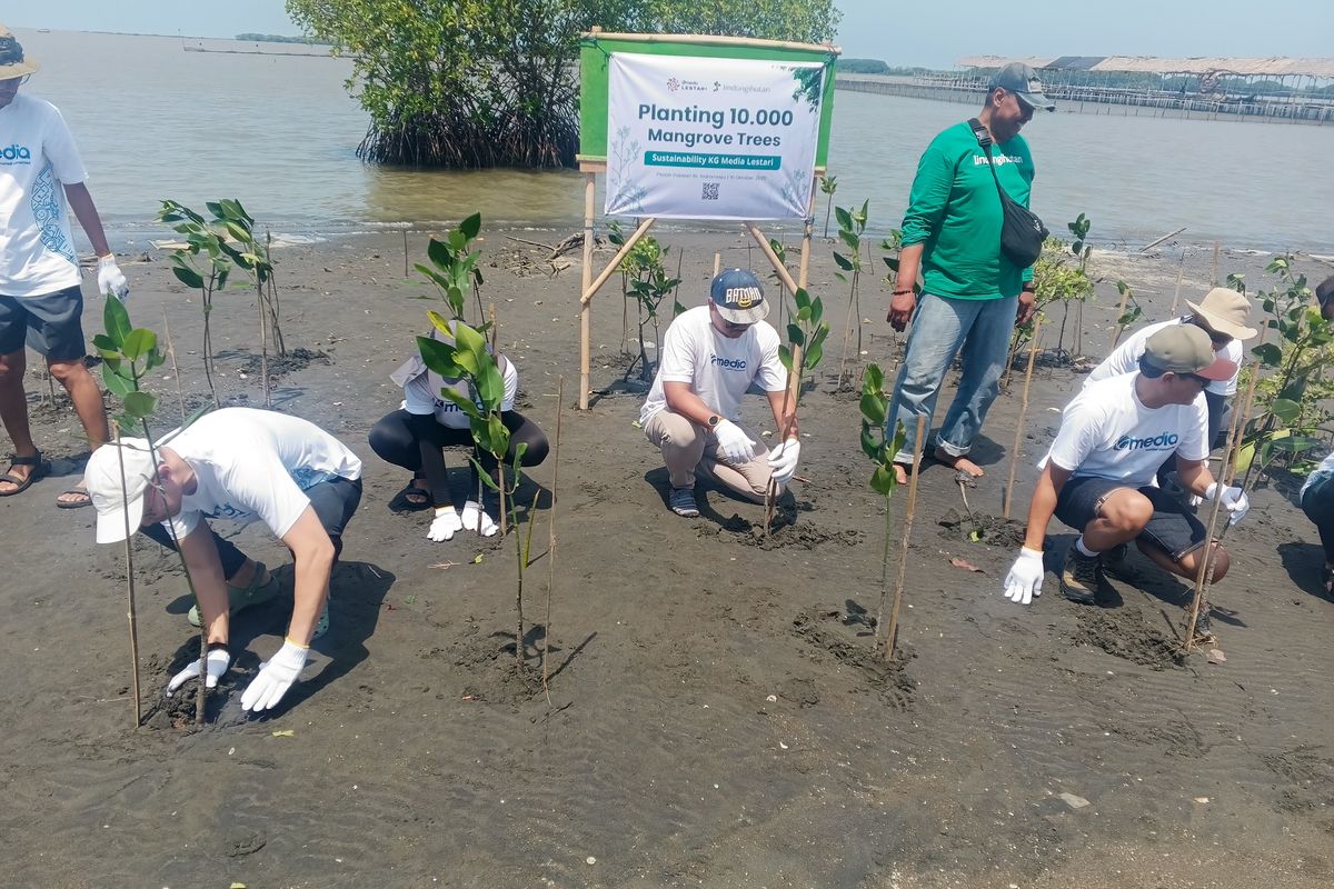 KG Media melaksanakan kegiatan penanaman 10.000 bibit mangrove di kawasan pesisir Pabean Ilir, Kabupaten Indramayu, pada Kamis (16/10/2025).