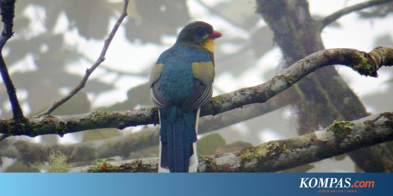 12+ Burung cantik langka terupdate