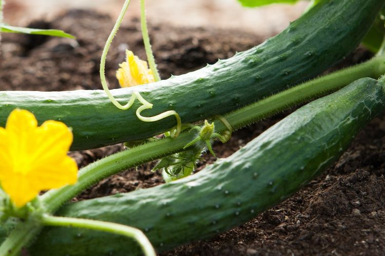 Ilustrasi mentimun jepang, menanam mentimun jepang.