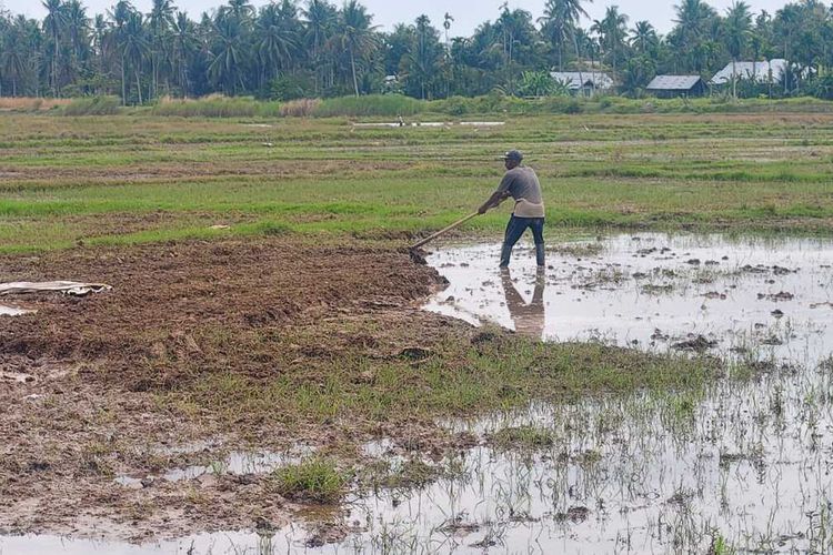 11 Bulan Pascabanjir, Petani Aceh Utara Kesulitan Bersihkan Sawah Sendiri hingga Beralih Tanam Sawit