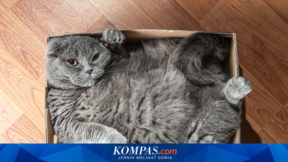 6 Cara Menurunkan Berat Badan Kucing agar Lebih Sehat dan Panjang Umur