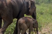 Hari Gajah Sedunia 2026: Hilangnya Hutan Jadi Ancaman Terbesar Gajah Sumatra