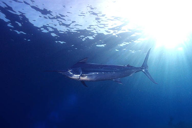 Ikan marlin, salah satu hewan laut tercepat di dunia.