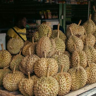 Ilustrasi durian, buah durian.