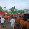 Keluh Kesah Pedagang Sapi di Malang Jelang Idul Adha: Pembeli Sepi, Harga Turun