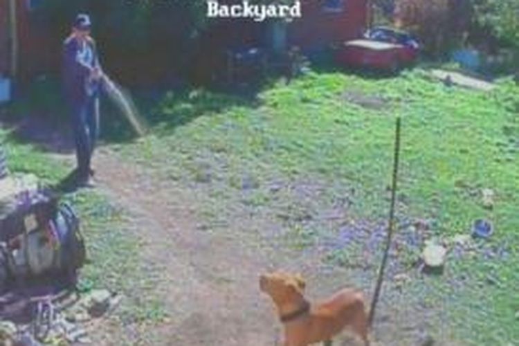 Seorang anggota kepolisian Canberra, Australia tertangkap kamera CCTV sedang menyemprotkan cairan merica ke arah seekor anjing yang dirantai di halaman belakang sebuah rumah di kota itu.