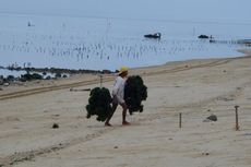 Menengok Kehidupan Petani Rumput Laut di Pulau Sumbawa