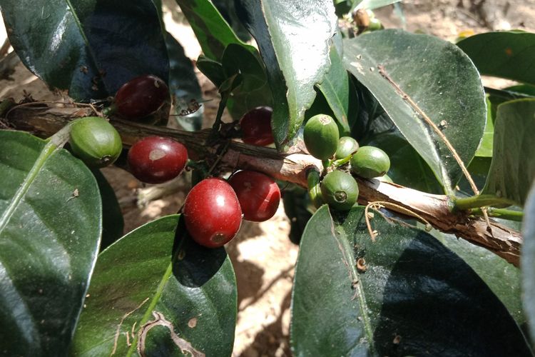 Salah satu varietas biji kopi yang ada di Starbucks Farmer Support Center (FSC).