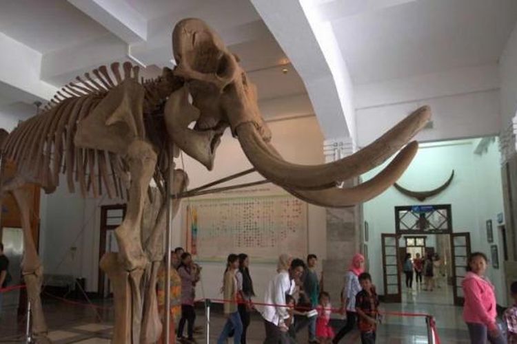 Replika fosil Gajah Blora (Elephas hysudrindricus) koleksi Museum Geologi Bandung, Jawa Barat, Selasa (24/6/2014). Merupakan gajah purba setinggi empat meter yang berasal dari era 250.000 - 200.000 tahun silam. Diangkat dari tanah lempung tepi Bengawan Solo pada 2009.