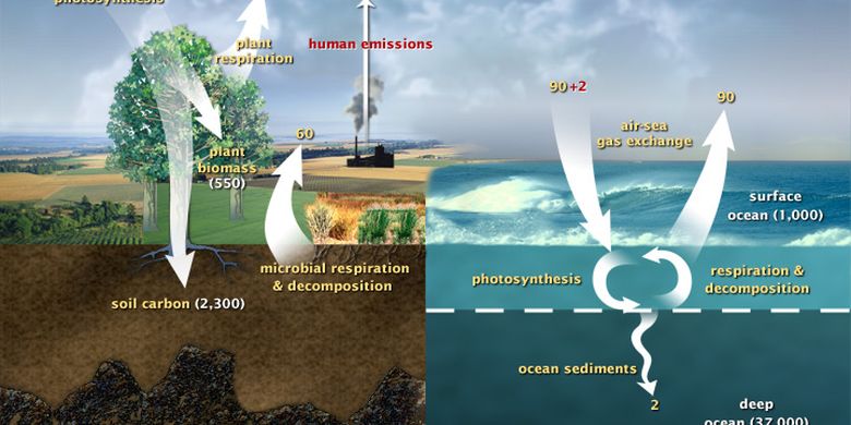 The Geological Carbon Cycle: Definition and Stages