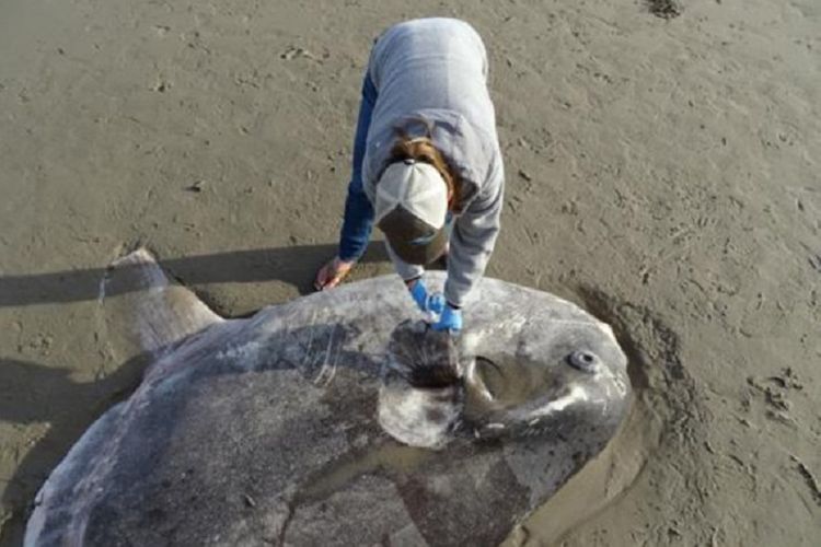 Ikan mola-mola langka terdampar di California