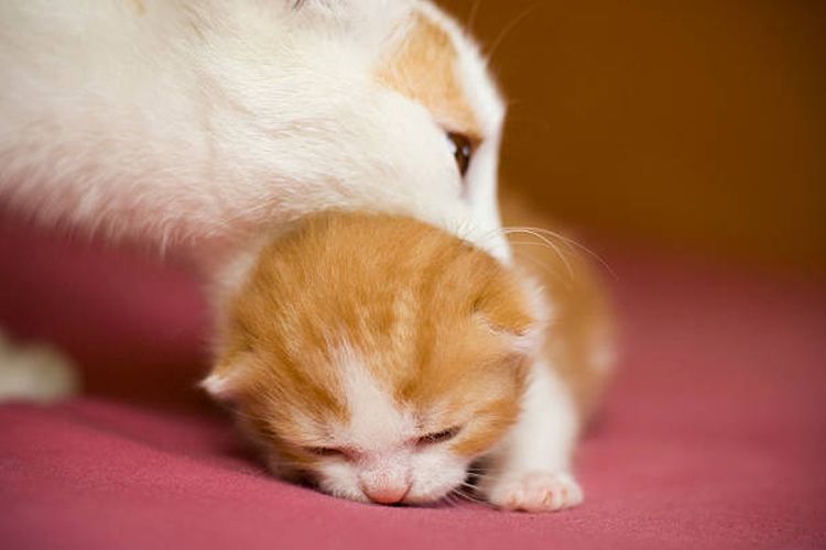Ilustrasi alasan induk kucing memakan anaknya sendiri saat melahirkan.
