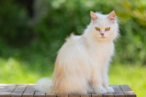 7 Jenis Kucing Persia dan Cara Perawatannya yang Wajib Dipahami Para Pencinta Kucing