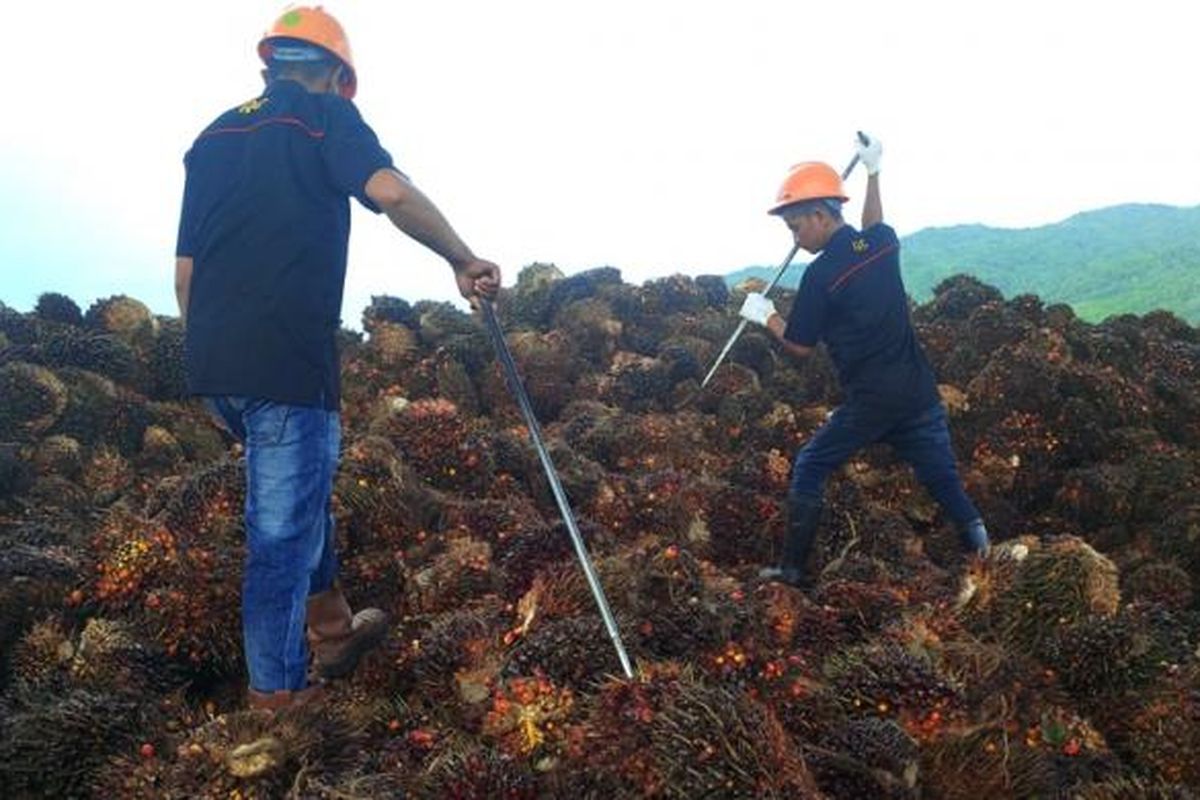 Aktivitas karyawan perusahaan pengolah sawit PT Sempurna Sejahtera. Perusahaan  mengaku siap menerima hasil kebun sawit warga di wilayah perbatasan jika larangan kapal kayu ke Malaysia mengganggu pengiriman sawit mereka. Warga perbatasan masih sangat bergantung penjualan sawit mereka ke Negara Malaysia. 